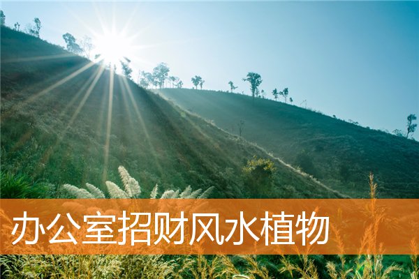 办公室风水布局及绿植的摆放(办公室风水植物篇)插图