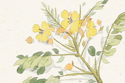 已婚女人梦见鲜花什么意思(梦见假花)插图