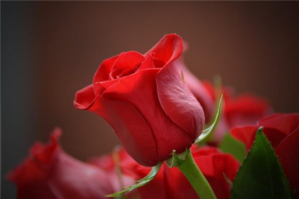 属狗的适合养什么花最好呢 属狗家里不能养什么花插图