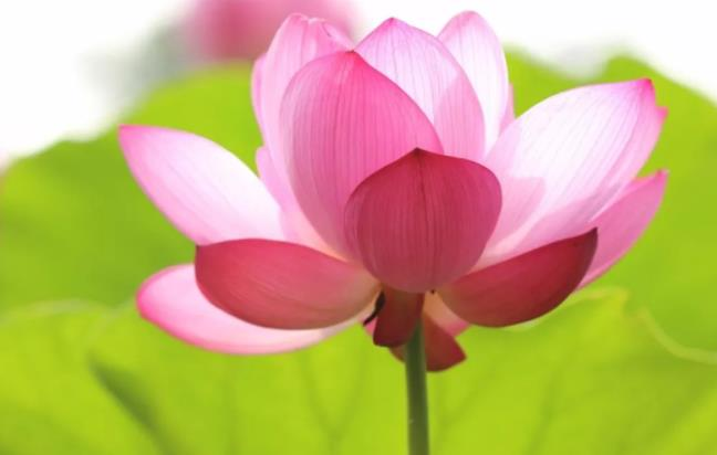 桃花运对爱情有什么作用 姻缘运跟桃花运有什么不同插图