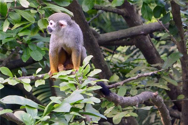 68年的猴2023年运势怎样(68年属猴人2024年每月运程)插图