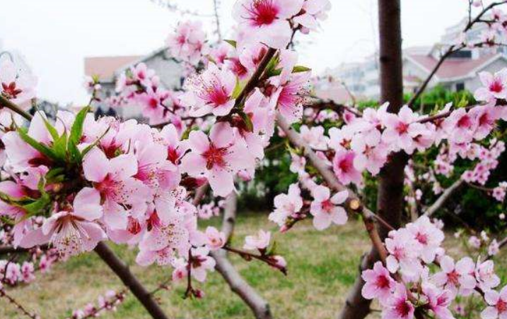 八字桃花运势2022年 八字带桃花煞的女人有什么征兆插图