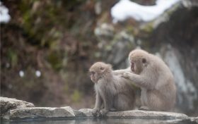 2022年8月17日特吉生肖运势(2022年8月17号生肖方位)缩略图 2022年8月17日特吉生肖运势(2022年8月17号生肖方位)缩略图