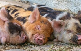 71年属猪人2023年每月运程(71年属猪人2023年各月运势)缩略图 71年属猪人2023年每月运程(71年属猪人2023年各月运势)缩略图