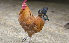 生肖鸡今年什么时候运气最好 属鸡人出生于几点好缩略图 生肖鸡今年什么时候运气最好 属鸡人出生于几点好缩略图