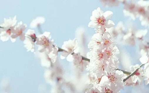 属虎本命年怎么提高时运 属虎本命年要注意什么才会走好运插图