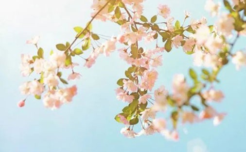 虎宝宝忌什么生肖父母 虎宝宝忌什么生肖兄妹插图