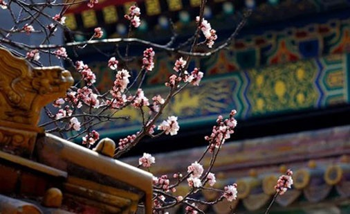 属虎去哪个方向有财运 属虎的哪个方向财运好插图