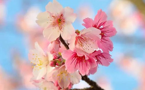 属兔戴什么玉坠最好 兔属相适合佩戴的玉坠插图
