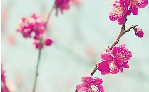 属虎今年36岁财运旺吗 属虎的本命年财运插图