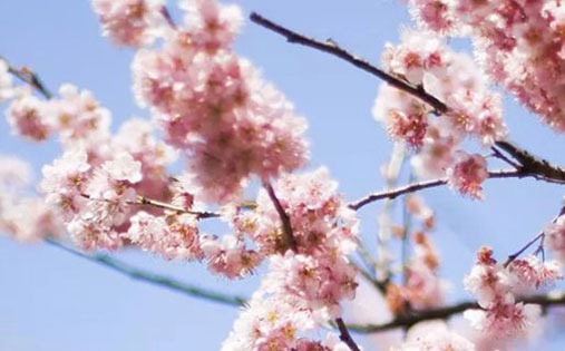 79年属羊女2022年最近感情运势 79年属羊感情怎样会离婚吗插图
