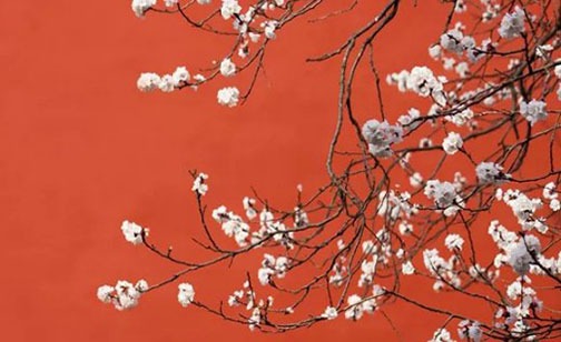 属虎戴什么属相挂件旺 属虎女人戴属虎金饰吗插图
