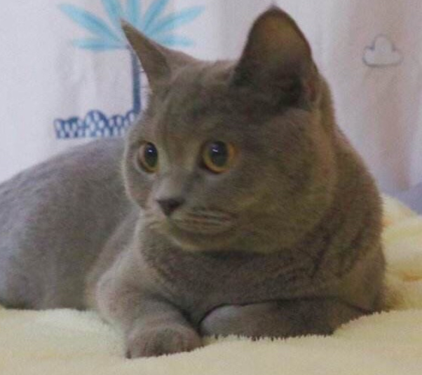 黑猫真的代表不祥吗 黑猫是辟邪还是不幸插图