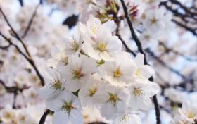 虎年属鼠人财运 2022年属鼠今年的财运和运势缩略图 虎年属鼠人财运 2022年属鼠今年的财运和运势缩略图