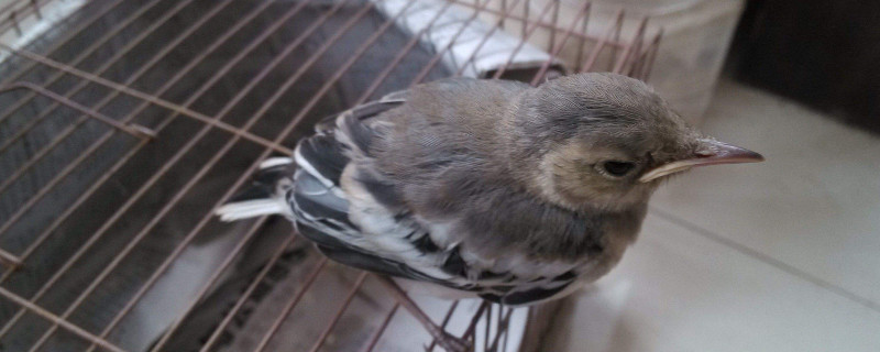 鸟屎掉在人身上有什么预兆 鸟的大便掉在人身上是什么情况插图