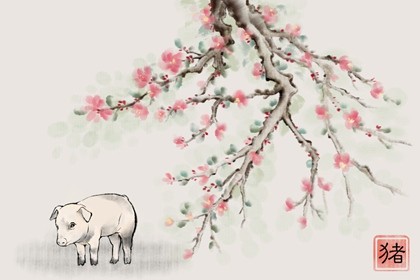 属猪的手机尾号什么数字最好 属猪的什么号码好插图