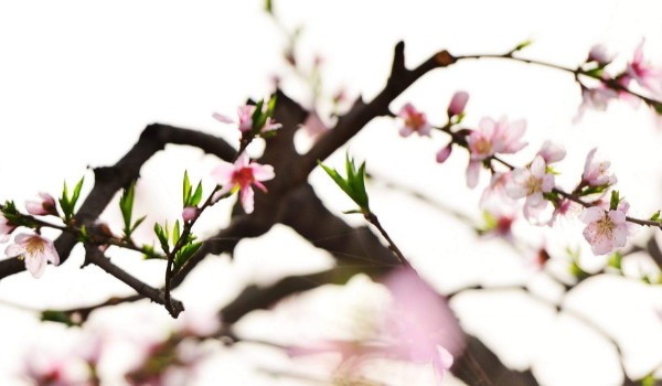 属羊的今年的运气怎么样 属羊的人在今年运气怎么样插图