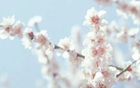 属虎本命年怎么提高时运 属虎本命年要注意什么才会走好运缩略图