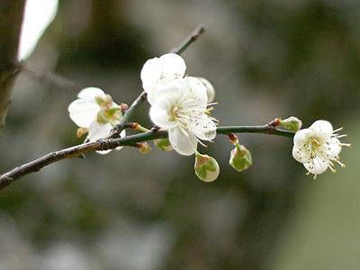 2月2龙抬头出生男孩命短 龙抬头出生是帝王命吗？插图