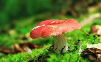 生肖鼠一辈子的靠山是谁 属鼠的天乙贵人是谁插图