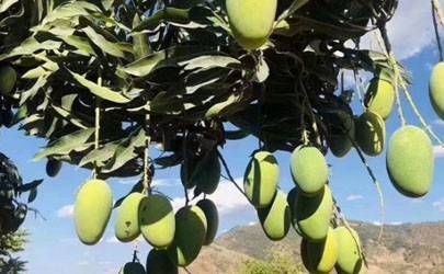对方想你会感应到吗 对方想你的时候自己也有感应插图