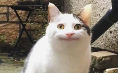生肖狗为什么怕鸡？鸡狗在一起谁克谁？插图