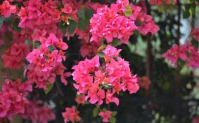 春节前的习俗 腊月二十到除夕的民俗插图