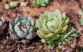 生肖虎2023年有两喜缠身 财运方面是很好的缩略图 生肖虎2023年有两喜缠身 财运方面是很好的