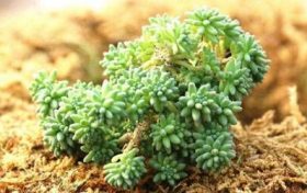 91年羊31后转运八败 91年属羊人虽无成就但可以载福缩略图 91年羊31后转运八败 91年属羊人虽无成就但可以载福