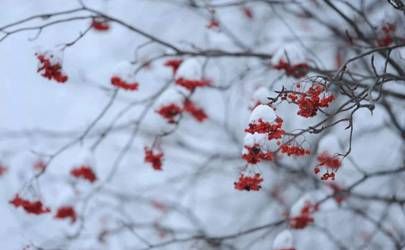 最会用脑子的生肖女 这几个属相女头脑清醒又聪明插图