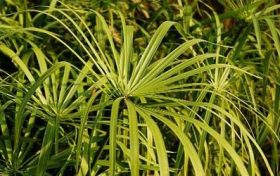 生肖虎用哪一种微信头像好?给属虎人带来好运的头像缩略图 生肖虎用哪一种微信头像好?给属虎人带来好运的头像