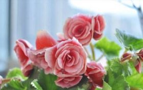 38岁是82年的劫有何说法 怎么能平稳度过缩略图 38岁是82年的劫有何说法 怎么能平稳度过