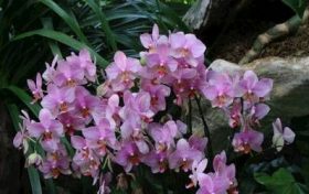 95年猪和95年猪婚姻如何 95年的猪适合的婚姻缩略图 95年猪和95年猪婚姻如何 95年的猪适合的婚姻