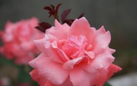 晚年会守寡的五大生肖女 命里有二婚的四个生肖缩略图 晚年会守寡的五大生肖女 命里有二婚的四个生肖