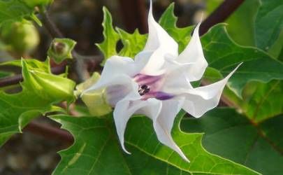 2023年植树节是哪一天 2023年是第多少个植树节呢插图