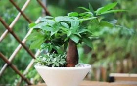 属虎女孩最吉利的小名 属虎女命运如何?缩略图 属虎女孩最吉利的小名 属虎女命运如何?