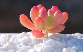 家里为什么不能放绿萝?绿萝招不好的东西是真是假?缩略图 家里为什么不能放绿萝?绿萝招不好的东西是真是假?