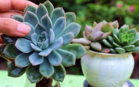 属猪人命里最苦的出生月份 属猪人几月命苦缩略图 属猪人命里最苦的出生月份 属猪人几月命苦