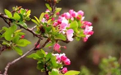 62年属虎60岁本命年生日送什么好 过生日需要注意什么插图