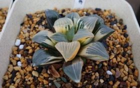 生肖属羊人用哪种头像能招财进宝?宜用花卉头像缩略图 生肖属羊人用哪种头像能招财进宝?宜用花卉头像