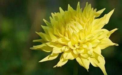 属虎的是不是天生辟邪？虎年适合摆虎吗？插图
