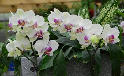 92属猴一生大劫年 92年属猴一生三大劫难插图