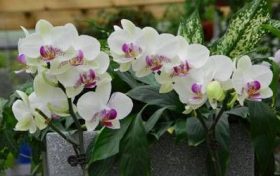 一胎属鼠二胎属兔好吗?关系怎么样?缩略图 一胎属鼠二胎属兔好吗?关系怎么样?