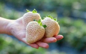 化解破太岁最佳方法 2023属马犯太岁如何化解太岁缩略图 化解破太岁最佳方法 2023属马犯太岁如何化解太岁