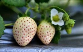 80年属猴最旺桃花运微信昵称 80猴何时桃花旺缩略图 80年属猴最旺桃花运微信昵称 80猴何时桃花旺