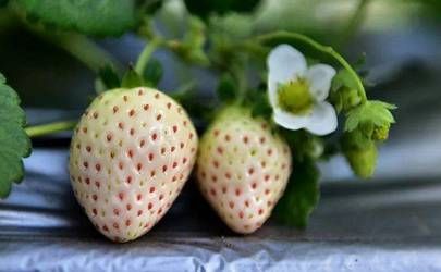 2023年属牛人桃花最旺在几月 生肖牛2023桃花运最旺月份插图