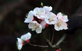 属虎吉祥物 属虎人的吉祥物饰品缩略图 属虎吉祥物 属虎人的吉祥物饰品