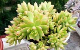 属猴的女孩2023年桃花运是几月?缩略图 属猴的女孩2023年桃花运是几月?
