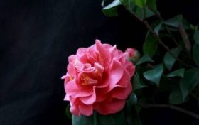 属蛇人出生年份 属蛇的人和什么属相最配?缩略图 属蛇人出生年份 属蛇的人和什么属相最配?