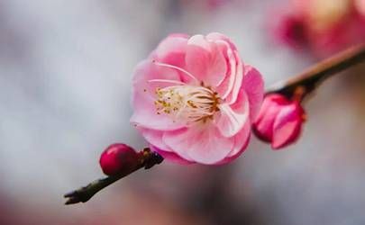 纯阳八字为帝王八字命运 综合运势让人羡慕插图